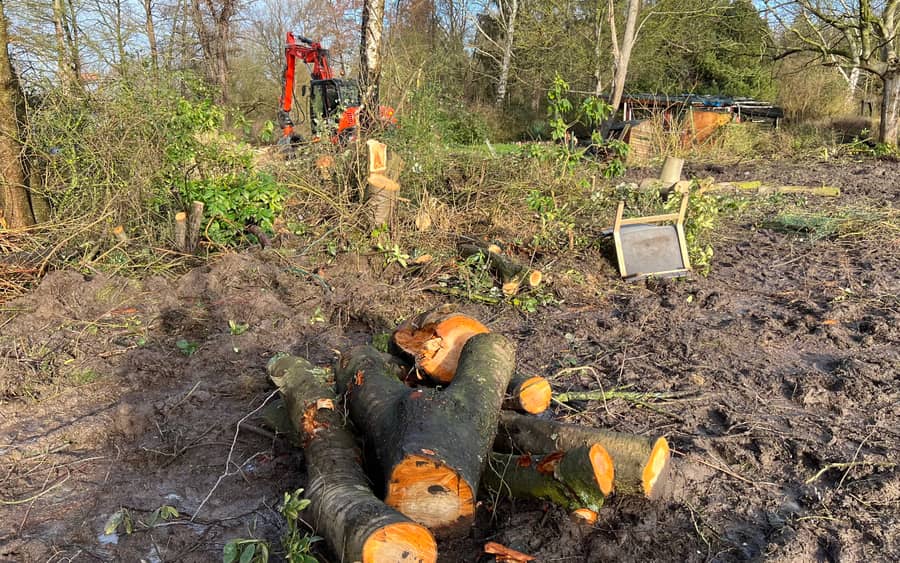 Gefällte Baumstämme nach Fällarbeiten