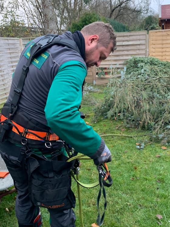 Mitarbeiter mit Kletterausrüstung für Baumarbeiten